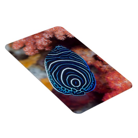 Sluiting van keizer Angelfish Magneet (Rechterzijde)