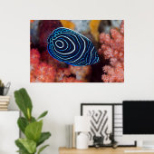 Sluiting van keizer Angelfish Poster (Thuiskantoor)