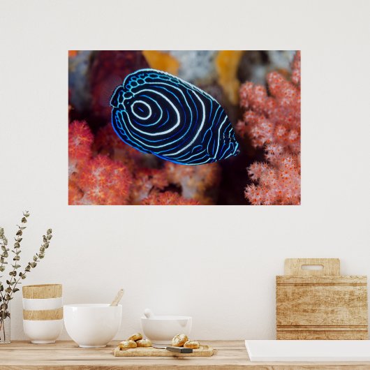 Sluiting van keizer Angelfish Poster (Keuken)