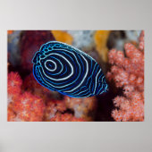 Sluiting van keizer Angelfish Poster (Voorkant)