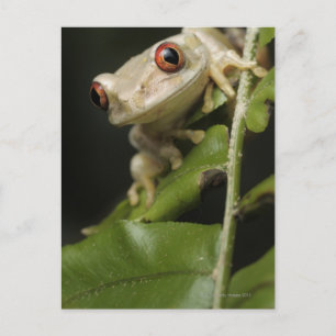 Sluiting van kikker van bosbomen (Leptopelis) Briefkaart