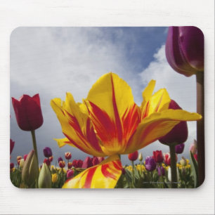 Sluiting van kleurrijke bloeiende tulpen in Oregon Muismat