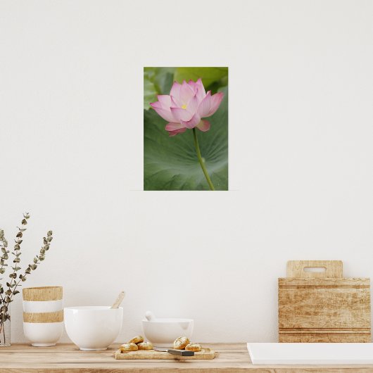 Sluiting van Lotus flower, Nelumbo nucifera), Poster (Keuken)