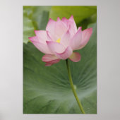 Sluiting van Lotus flower, Nelumbo nucifera), Poster (Voorkant)