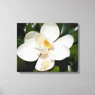 sluiting van magnolia grandiflora op canvas print