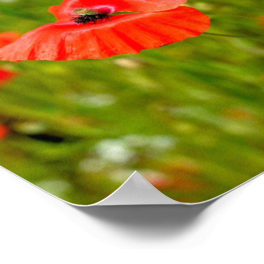 Sluiting van papaver poster (Hoek)