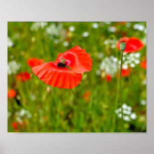 Sluiting van papaver poster
