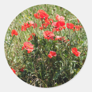 Sluiting van papaver ronde sticker