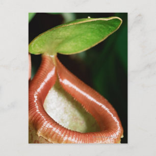 Sluiting van pitcher plant briefkaart