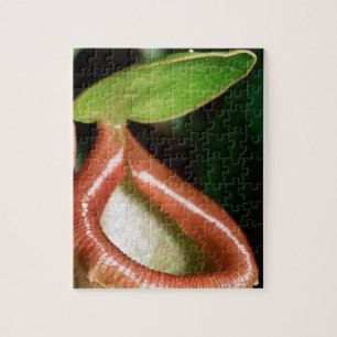 Sluiting van pitcher plant legpuzzel