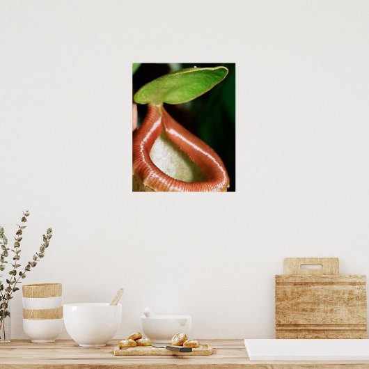 Sluiting van pitcher plant poster (Keuken)