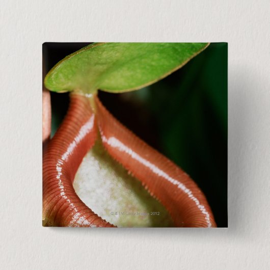 Sluiting van pitcher plant vierkante button 5,1 cm (Voorkant)