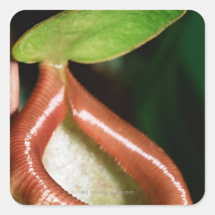Sluiting van pitcher plant vierkante sticker
