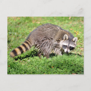 Sluiting van Raccoon Briefkaart