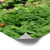 Sluiting van Raccoon Poster (Hoek)