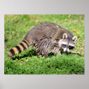 Sluiting van Raccoon Poster
