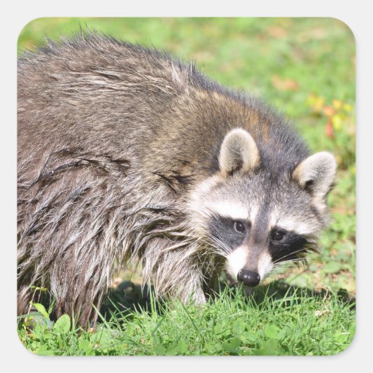 Sluiting van Raccoon Vierkante Sticker (Voorkant)