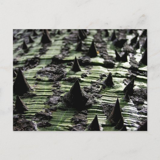 Sluiting van Spiky Kapok Tree Trunk : Funchal Made Briefkaart (Voorkant)