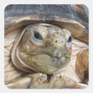 Sluiting van Sulcata Tortoise Vierkante Sticker