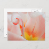 Sluiting van tulp 3 briefkaart (Voorkant / Achterkant)