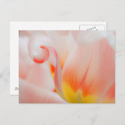 Sluiting van tulp 3 briefkaart (Voorkant / Achterkant)