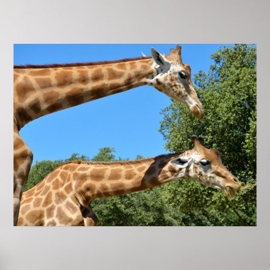 Sluiting van twee vakantie met giraffen poster (Voorkant)