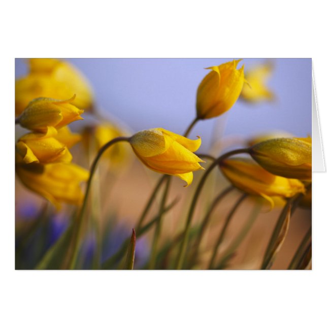 Sluiting van vervalsingen (Voorkant Horizontaal)