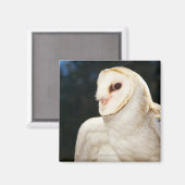 Sluiting van wilde uil magneet (Voorkant / Achterkant)