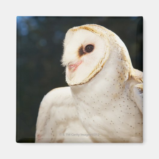 Sluiting van wilde uil magneet (Voorkant)