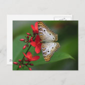 Sluiting van witte vlinder briefkaart (Voorkant / Achterkant)