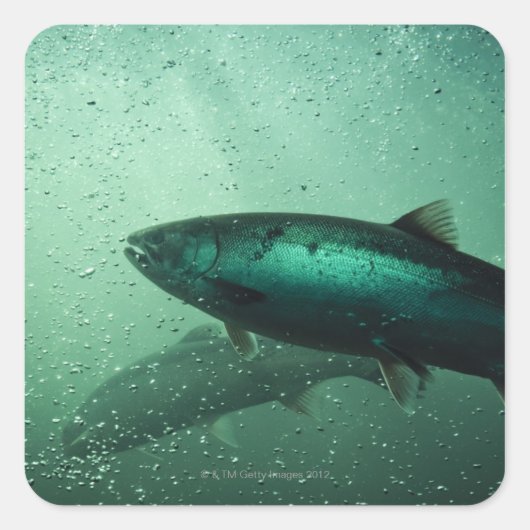 Sluiting van zalm met 2 vierkante sticker (Voorkant)