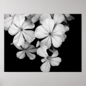 Sluiting van zwarte en witte bloemen poster (Voorkant)