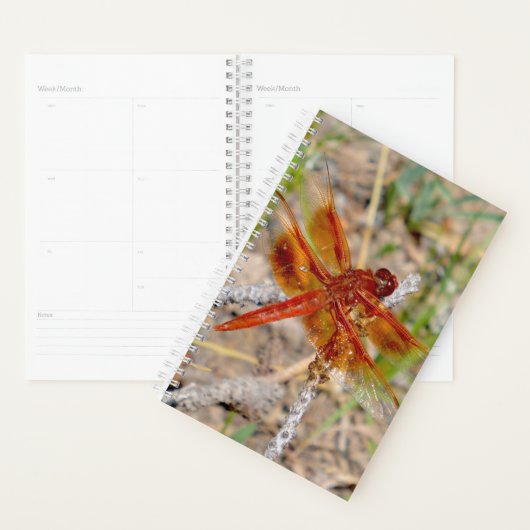 SM Planner Oranje libel (Display)