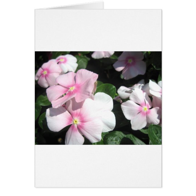 Small Flowers (Devant)