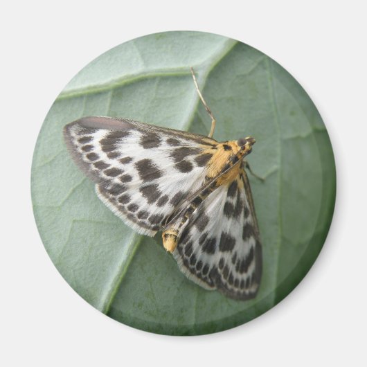 Small Magpie Moth Magnet Magneet (Voorkant)