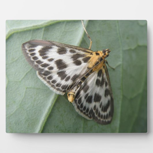 Small Magpie Moth Plaque Fotoplaat (Voorkant)