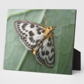 Small Magpie Moth Plaque Fotoplaat (Zijkant)