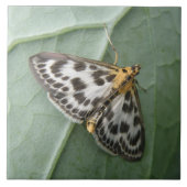 Small Magpie Moth Tile Tegeltje (Voorkant)