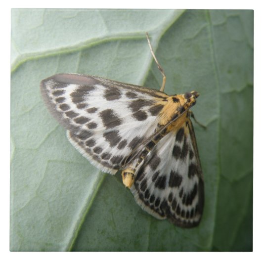 Small Magpie Moth Tile Tegeltje (Voorkant)