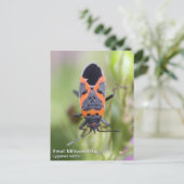 Small Milkweed Bug Briefkaart (Staand voorkant)