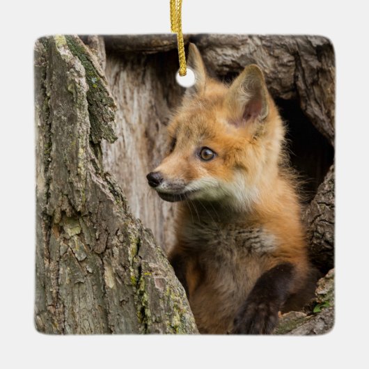 Small Red Fox in a Tree Hollow Keramisch Ornament (Voorkant)