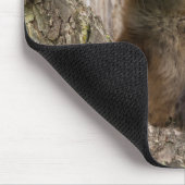 Small Red Fox in a Tree Hollow Muismat (Hoek)