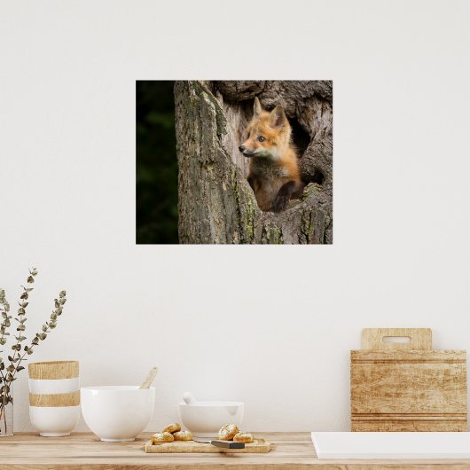 Small Red Fox in a Tree Hollow Poster (Keuken)