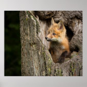 Small Red Fox in a Tree Hollow Poster (Voorkant)