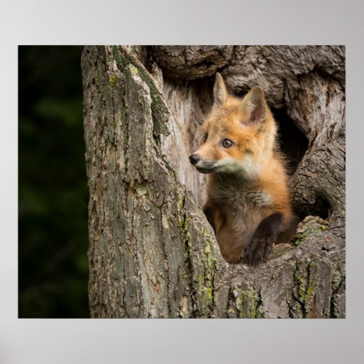 Small Red Fox in a Tree Hollow Poster (Voorkant)