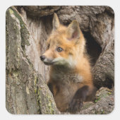 Small Red Fox in a Tree Hollow Vierkante Sticker (Voorkant)