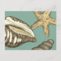 Small Shell Trio op Blauwgroen