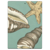 Small Shell Trio op Blauwgroen Klembord (Achterkant)