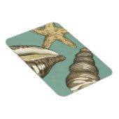 Small Shell Trio op Blauwgroen Magneet (Rechterzijde)