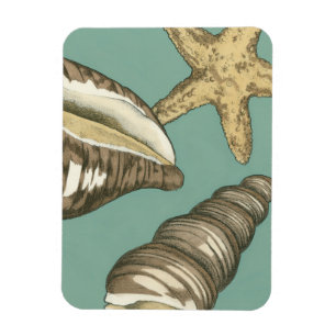 Small Shell Trio op Blauwgroen Magneet